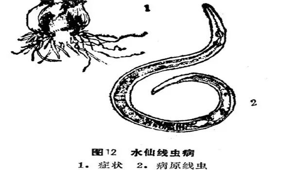 如何防治水仙线虫病?-会东网