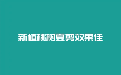 新植桃树夏剪效果佳-会东网
