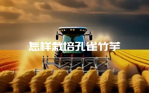 怎样栽培孔雀竹芋-会东网
