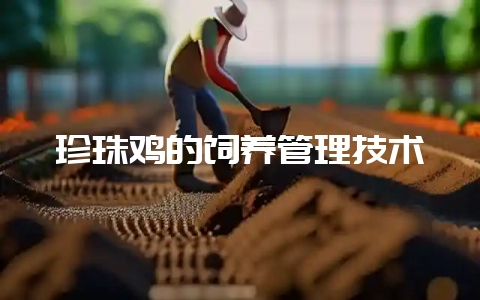珍珠鸡的饲养管理技术-会东网