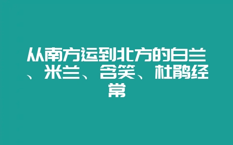 从南方运到北方的白兰、米兰、含笑、杜鹃经常-会东网