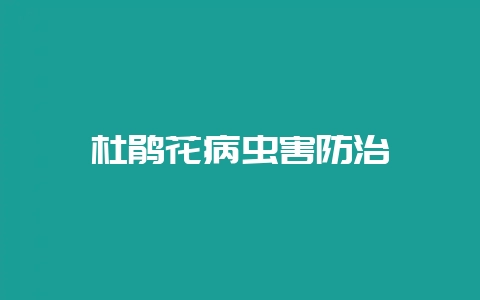 杜鹃花病虫害防治-会东网