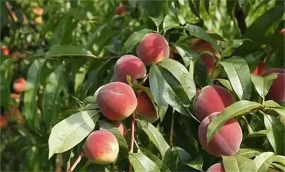 桃树施肥要点 桃树虫害的防治方法-会东网