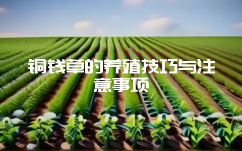 铜钱草的养殖技巧与注意事项-会东网