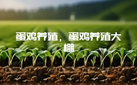 蛋鸡养殖，蛋鸡养殖大棚-会东网