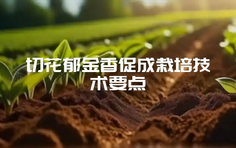 切花郁金香促成栽培技术要点-会东网
