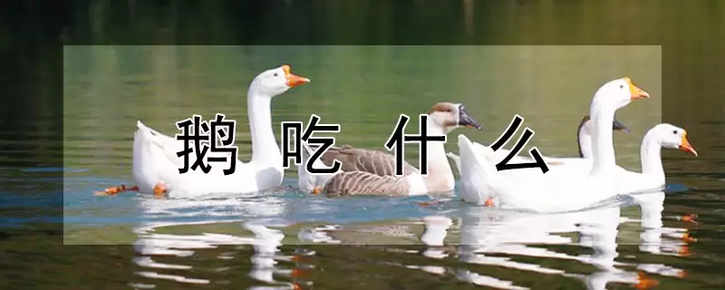 鹅吃什么-会东网