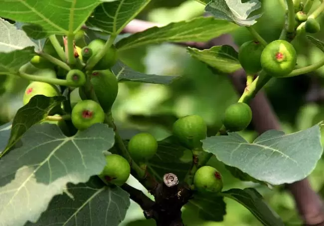 无花果有花吗?-会东网