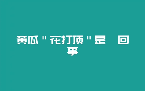 黄瓜＂花打顶＂是咋回事-会东网