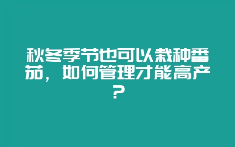 秋冬季节也可以栽种番茄，如何管理才能高产？-会东网