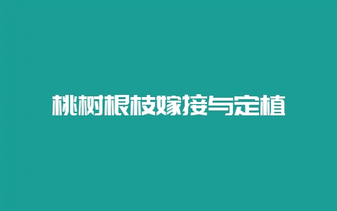 桃树根枝嫁接与定植-会东网