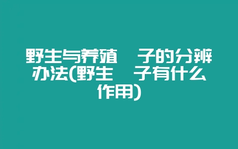 野生与养殖蛏子的分辨办法(野生蛏子有什么作用)-会东网
