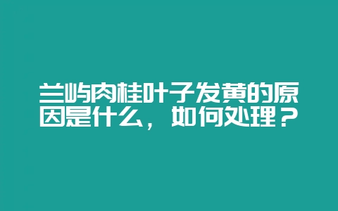 兰屿肉桂叶子发黄的原因是什么,如何处理?-会东网