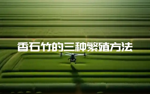 香石竹的三种繁殖方法-会东网