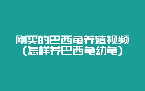 刚买的巴西龟养殖视频(怎样养巴西龟幼龟)插图 刚买的巴西龟养殖视频(怎样养巴西龟幼龟)插图
