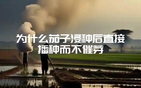为什么茄子浸种后直接播种而不催芽-会东网