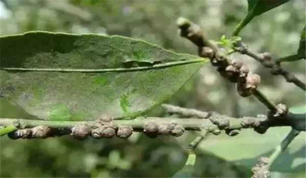 枣壁虱用什么药防治效果好些-会东网