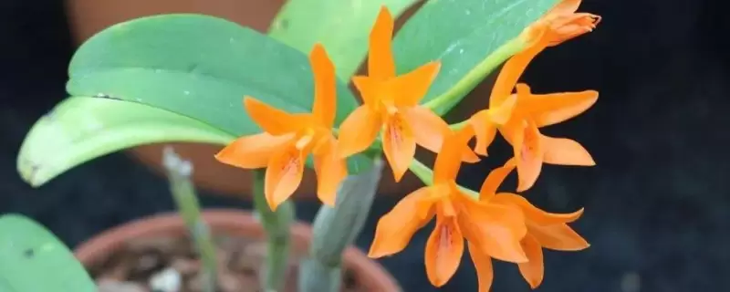 橙花的花语-会东网
