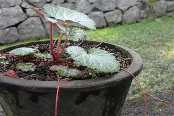 如何盆栽虎耳草,虎耳草盆栽关键技术解密-会东网