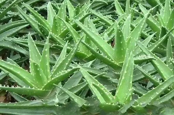 芦荟皮的功效与作用-会东网