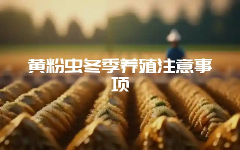 黄粉虫冬季养殖注意事项-会东网