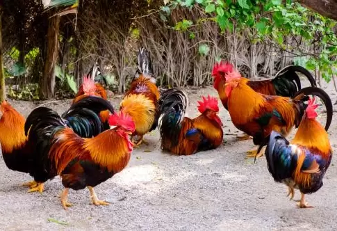 进秋后禽容易引起感冒,肿头肿脸 支气管堵塞元老师教你如何防控-会东网