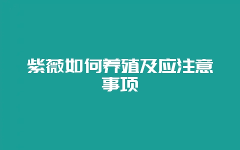 紫薇如何养殖及应注意事项-会东网