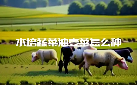 水培蔬菜油麦菜怎么种-会东网