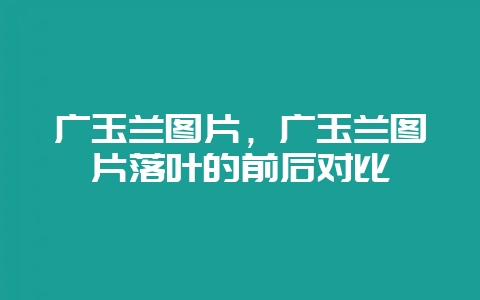 广玉兰图片,广玉兰图片落叶的前后对比-会东网