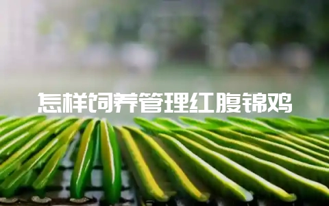 怎样饲养管理红腹锦鸡-会东网