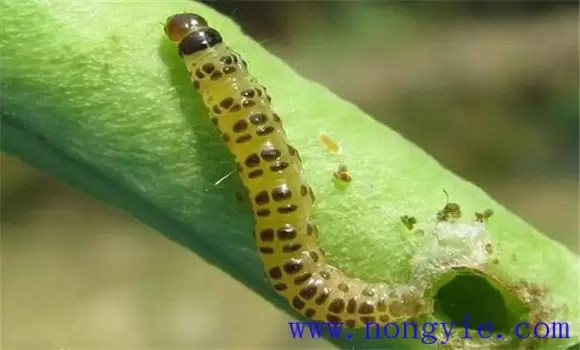 豇豆豆荚螟怎么防治 豇豆豆荚螟喷什么药-会东网
