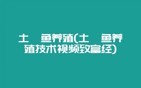 土鲶鱼养殖(土鲶鱼养殖技术视频致富经)-会东网