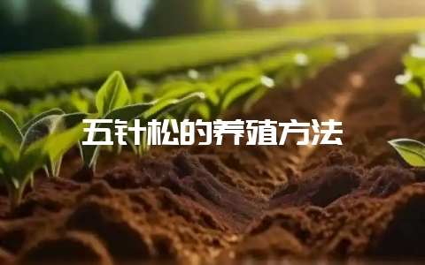 五针松的养殖方法-会东网