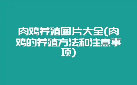 肉鸡养殖图片大全(肉鸡的养殖方法和注意事项)-会东网