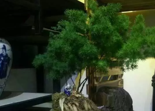 蓬莱松的价格及盆景养殖方法-会东网