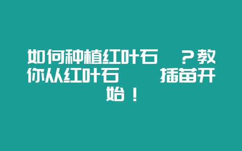 如何种植红叶石楠?教你从红叶石楠扦插苗开始!-会东网