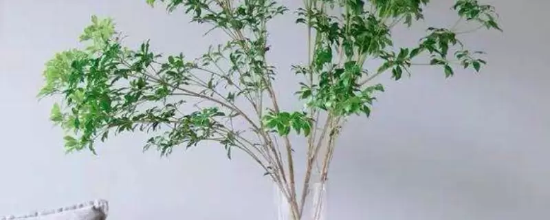 马醉木插水里能生根吗-会东网