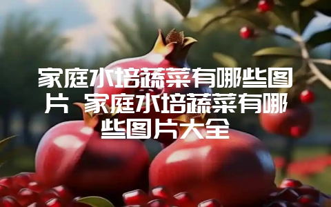 家庭水培蔬菜有哪些图片 家庭水培蔬菜有哪些图片大全-会东网