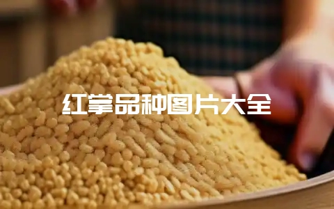 红掌品种图片大全-会东网
