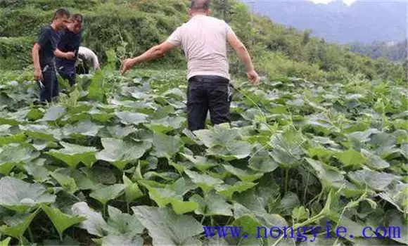 种植嫩食南瓜应注意哪些问题-会东网