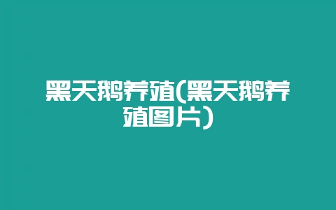 黑天鹅养殖(黑天鹅养殖图片)-会东网