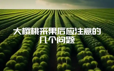 大樱桃采果后应注意的几个问题-会东网