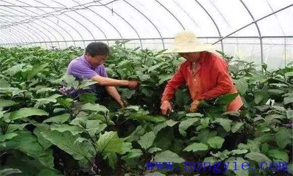 茄子结果时间是什么时候，如何管理-会东网