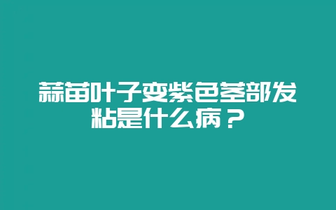蒜苗叶子变紫色茎部发粘是什么病?-会东网
