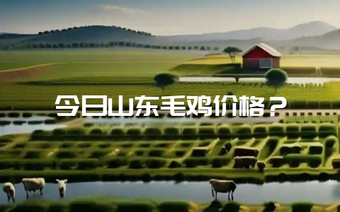 今日山东毛鸡价格？-会东网