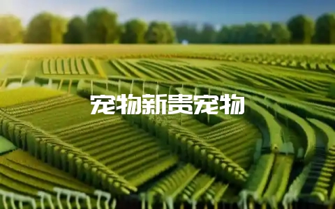 宠物新贵宠物貂-会东网