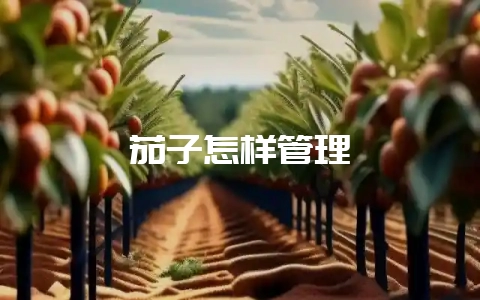 茄子怎样管理-会东网