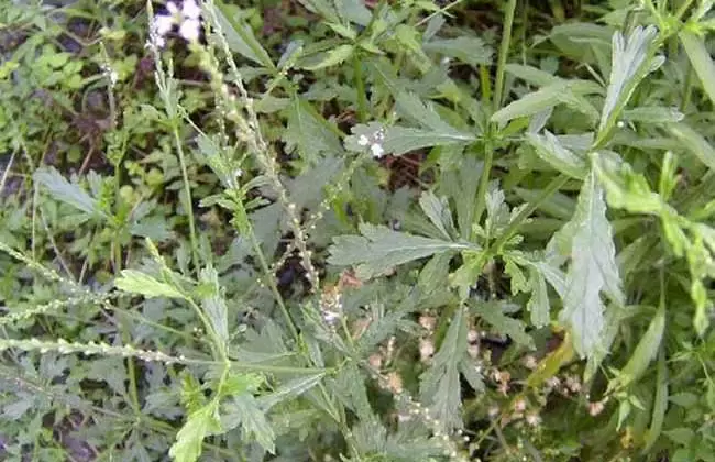 马鞭草的种植技术-会东网