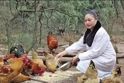 饲料中添加三宝 鸡群长得好 不易生病生病,老养殖户说出来真相-会东网
