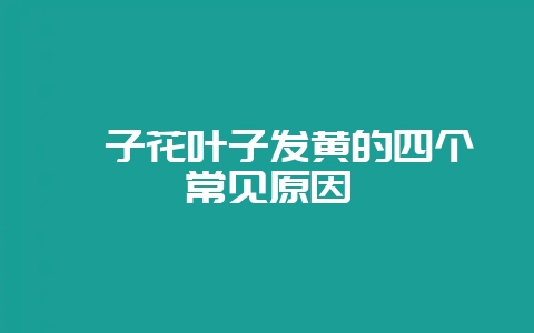 栀子花叶子发黄的四个常见原因-会东网
